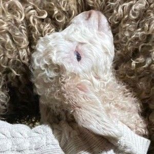 Meet your Posher, Karina